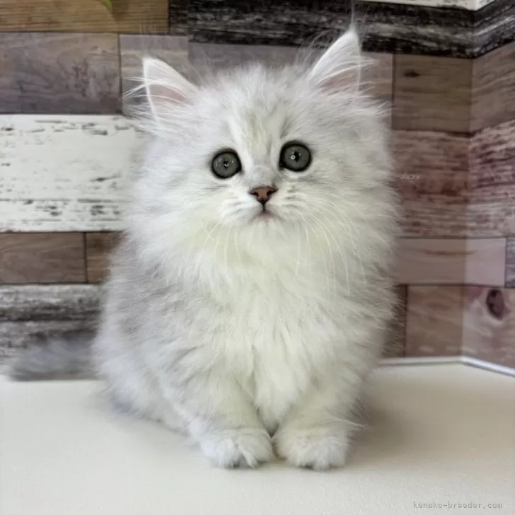 ID：2404-02779の子猫