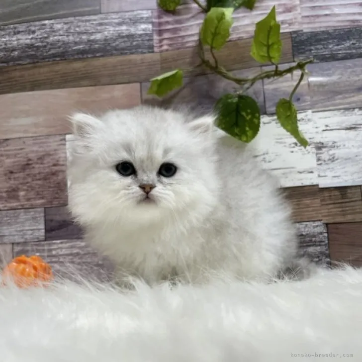 ID:2305-01493の子猫