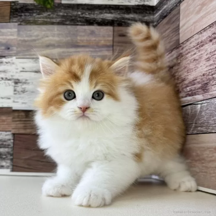 ID：2408-00561の子猫