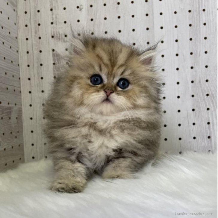 - order page - ペルシャ猫 🐾 Bye bye Sunday. 🐱もうお休み終わりニャの？ ママとパパ