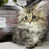 ミヌエット(短足)【愛知県・女の子・2024年5月30日・ブラウンパッチドタビー】の写真1