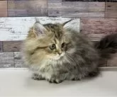 ミヌエット(短足)【愛知県・女の子・2024年5月30日・ブラウンパッチドタビー】の写真4