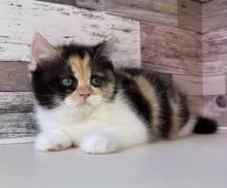 ミヌエット(長足)【愛知県・女の子・2025年9月24日・キャリコ】の写真9