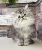 ミヌエット(長足)【愛知県・男の子・2025年10月17日・シルバータビー】の写真10