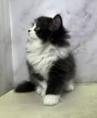 ミヌエット(長足)【愛知県・男の子・2024年12月9日・ブラック&ホワイト】の写真10