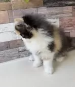 ミヌエット(長足)【愛知県・女の子・2024年12月9日・キャリコ】の写真10