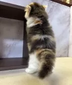 ミヌエット(長足)【愛知県・女の子・2025年9月5日・キャリコ】の写真11