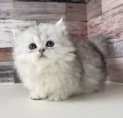 ミヌエット(短足)【愛知県・男の子・2025年4月18日・シルバータビー】の写真11