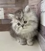 ミヌエット(長足)【愛知県・男の子・2025年10月17日・シルバータビー】の写真11