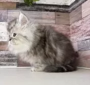 ミヌエット(長足)【愛知県・男の子・2025年10月17日・シルバータビー】の写真12