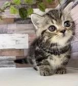 ミヌエット(短足)【愛知県・男の子・2025年1月10日・ブラウンタビー】の写真12