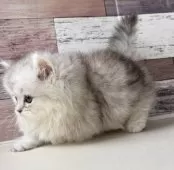 ミヌエット(短足)【愛知県・男の子・2025年4月18日・シルバータビー】の写真12