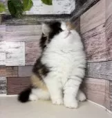 ミヌエット(長足)【愛知県・女の子・2025年9月5日・キャリコ】の写真12