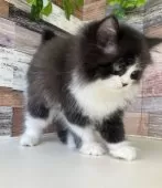 ミヌエット(長足)【愛知県・男の子・2024年12月9日・ブラック&ホワイト】の写真13