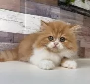 ミヌエット(長足)【愛知県・女の子・2025年8月3日・レッドタビー&ホワイト】の写真13