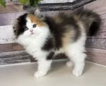 ミヌエット(長足)【愛知県・女の子・2025年9月5日・キャリコ】の写真13