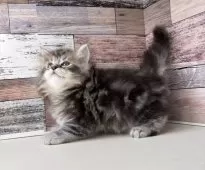 マンチカン(長足)【愛知県・男の子・2025年3月21日・ブラウンタビー】の写真14