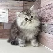 ミヌエット(長足)【愛知県・男の子・2025年10月17日・シルバータビー】の写真14