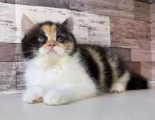 ミヌエット(長足)【愛知県・女の子・2025年9月24日・キャリコ】の写真13