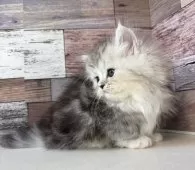 ミヌエット(短足)【愛知県・男の子・2025年10月17日・シルバータビー&ホワイト】の写真15