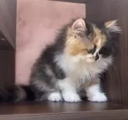 ミヌエット(長足)【愛知県・女の子・2024年12月9日・キャリコ】の写真15