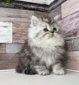 ミヌエット(長足)【愛知県・男の子・2025年10月17日・シルバータビー】の写真15