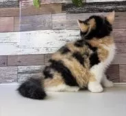 ミヌエット(長足)【愛知県・女の子・2025年9月24日・キャリコ】の写真15