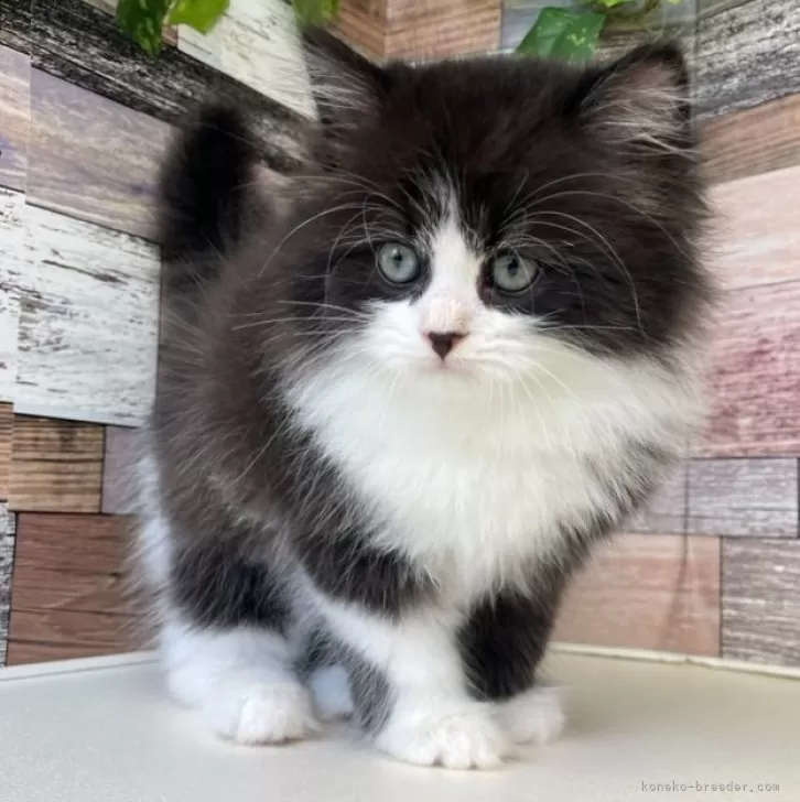 ID：2501-01313の子猫