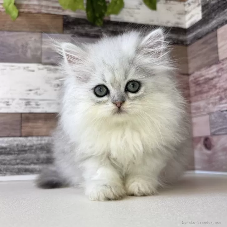 マリマリ 様のお迎えした子猫