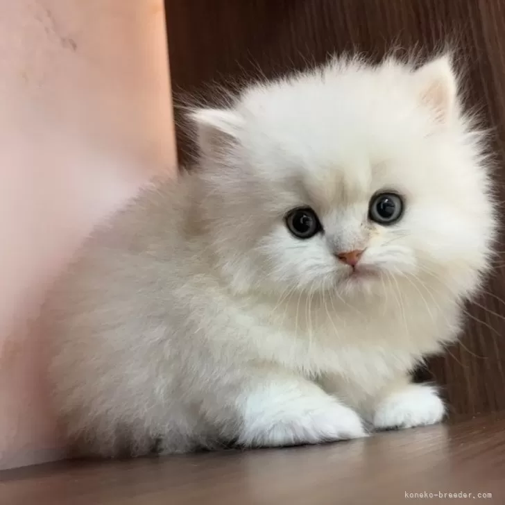 ID:2412-01720の子猫