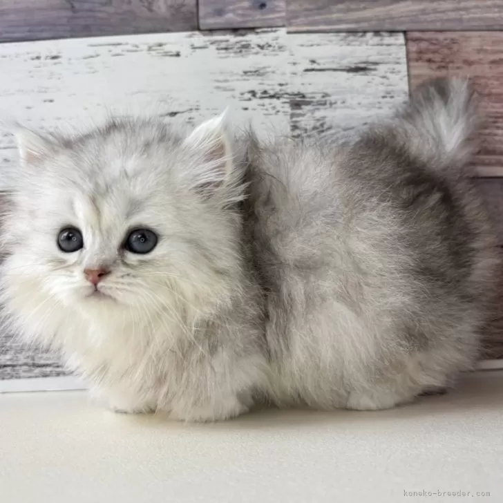 ID：2505-02883の子猫