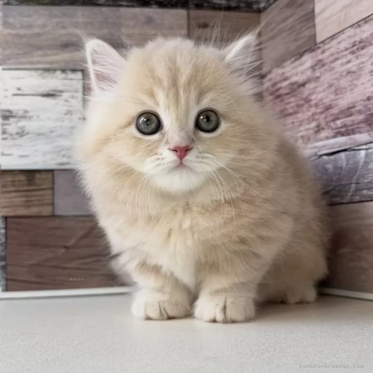 N.Y 様のお迎えした子猫