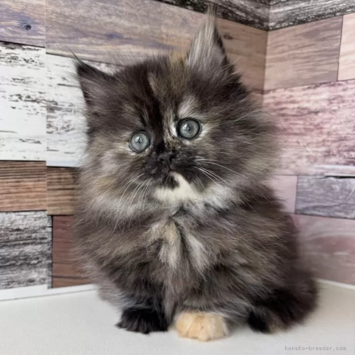 てとら 様のお迎えした子猫