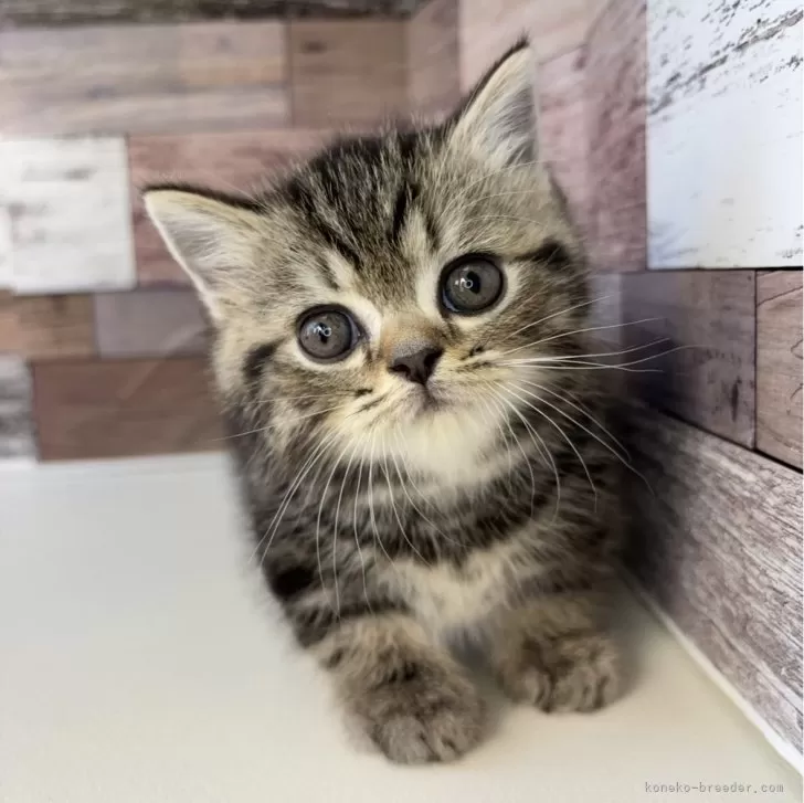 ID：2502-01711の子猫