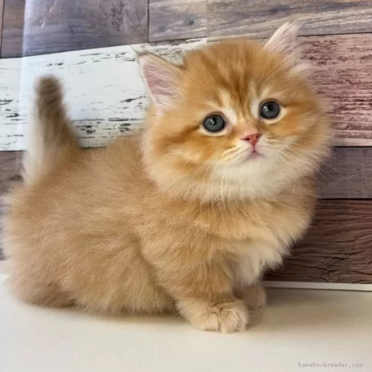 ID：2412-01954の子猫