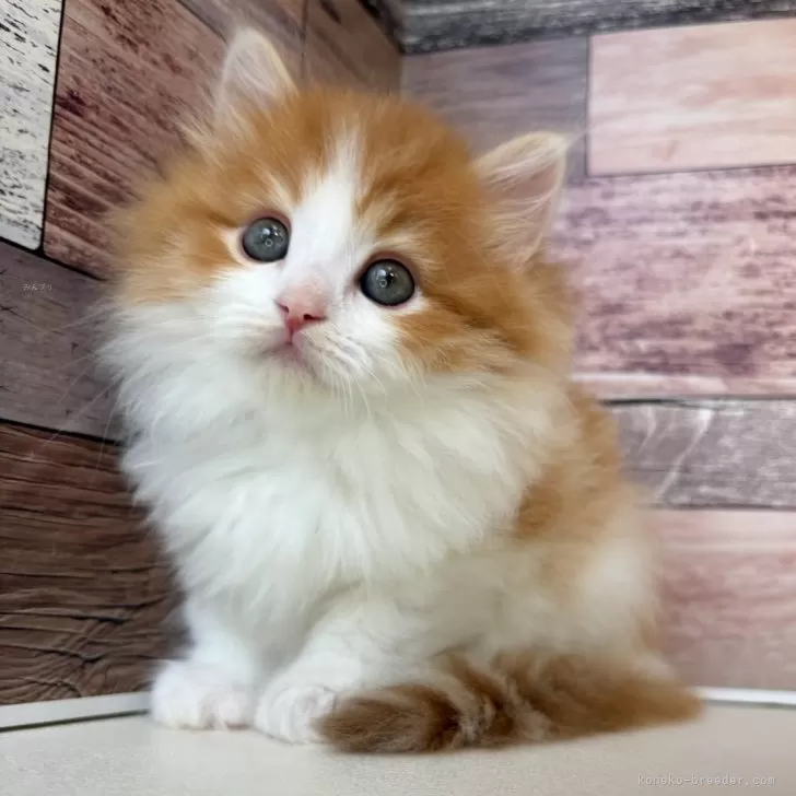 ID：2412-01960の子猫