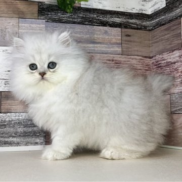 ペルシャ【愛知県・女の子・2025年8月3日・チンチラシルバー】の写真「ふわふわもこもこなとっても可愛い女の子です🎵」