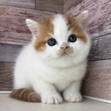 ミヌエット(長足)【愛知県・女の子・2025年11月23日・レッドタビー&ホワイト】の写真「まんまるなお顔のとっても可愛い女の子です🎵」