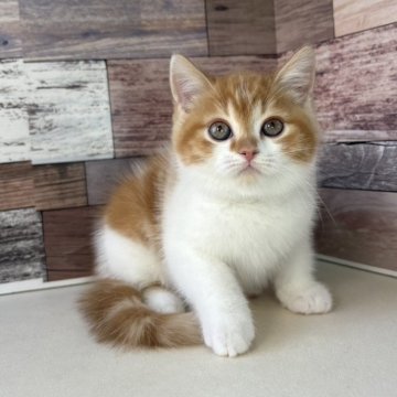 ミヌエット(長足)【愛知県・男の子・2025年11月23日・レッドタビー&ホワイト】の写真「まんまるなお顔のとっても可愛い男の子です🎵」