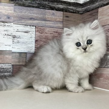 ペルシャ【愛知県・男の子・2025年8月3日・チンチラシルバー】の写真「とっても甘えん坊な可愛い男の子です🎵」