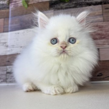 ミヌエット(長足)【愛知県・男の子・2025年10月17日・クリームポイント&ホワイト】の写真「好奇心旺盛なとっても可愛い男の子です🎵」