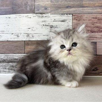 ミヌエット(短足)【愛知県・男の子・2025年10月17日・シルバータビー&ホワイト】の写真「おっとりした性格のとっても可愛い短足の男の子です」