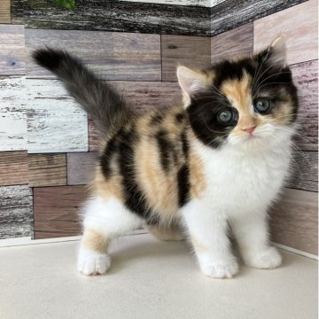 ミヌエット(長足)【愛知県・女の子・2025年9月24日・キャリコ】の写真「おっとりした性格のとっても可愛い女の子です🎵」