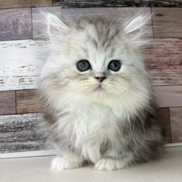 ミヌエット(短足)【愛知県・男の子・2025年10月17日・シルバータビー&ホワイト】の写真「おっとりした性格のとっても可愛い短足の男の子です」