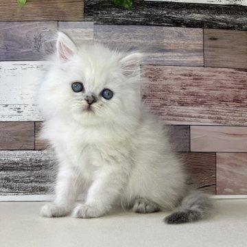 ミヌエット(長足)【愛知県・男の子・2025年10月17日・シルバーマッカレルタビー&ホワイト】の写真「好奇心旺盛なとっても可愛い男の子です🎵」