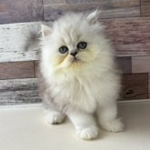 ペルシャ