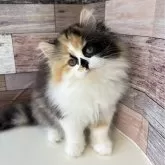 ミヌエット(長足)【愛知県・女の子・2024年12月9日・キャリコ】の写真1