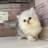ペルシャ