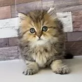 ペルシャ