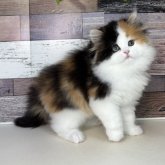 ミヌエット(長足)